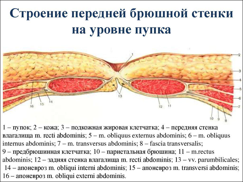 Анатомия передней брюшной стенки